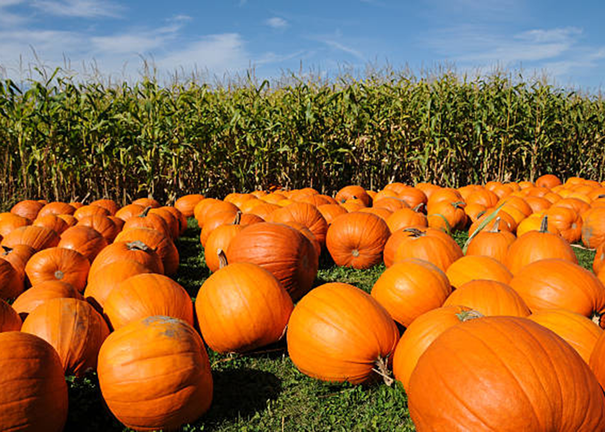 Farmer Scott's Maize Maze & Pumpkin Picking Essex